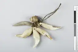 Halsbånd amulet