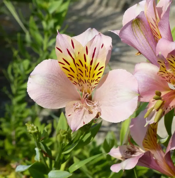 Alstroemeria 'Parigo Charm'