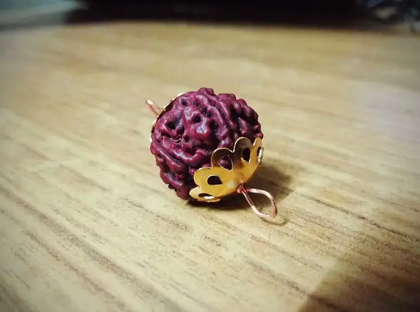 Rudraksha sixfaces by sankar