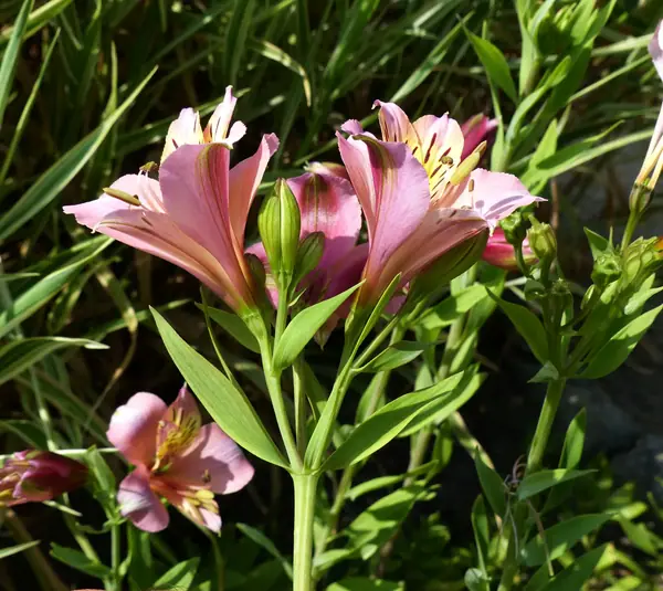 Alstroemeria 'Parigo Charm'
