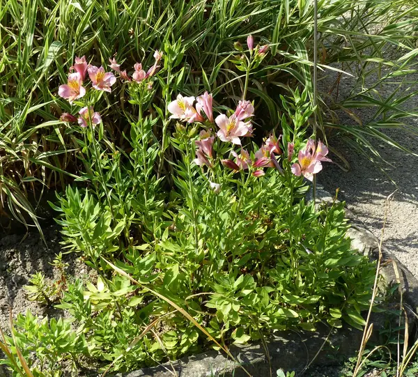 Alstroemeria 'Parigo Charm'