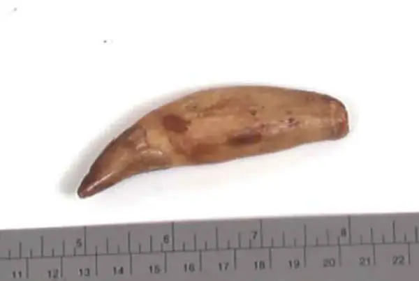 Bjørnetann amulet from Norge, Finnmark, Nesseby