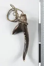 Horn, dyrehorn amulet