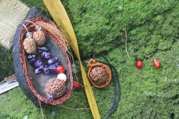 Rudraksha pendant in dry Cacao pod