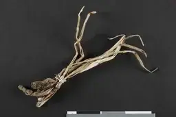 Tørket plante amulet