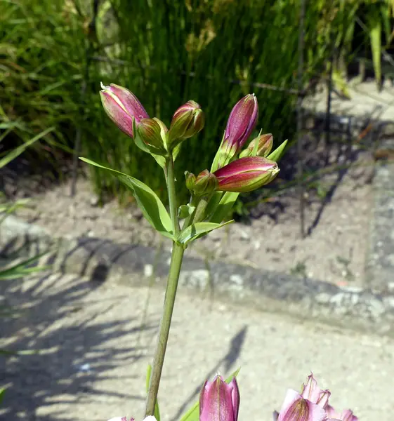 Alstroemeria 'Parigo Charm'