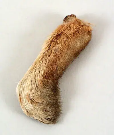 Amulet in the form of a resin