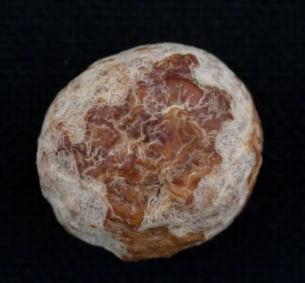 Utvekst amulet