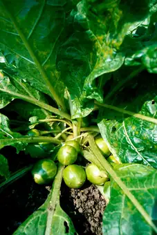 Mandragora officinarum (Mandrake)