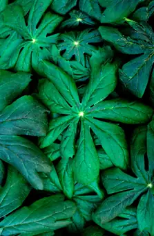 Podophyllum peltatum (American mandrake). Also known as 'May apple'.