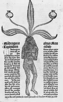 M0017587: The mandrake from Hortus Sanitatis , 1485